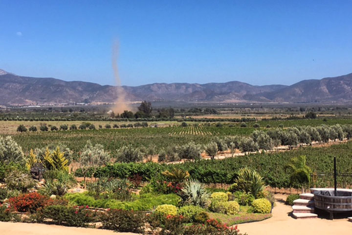 Dust Devil in the Vineyard