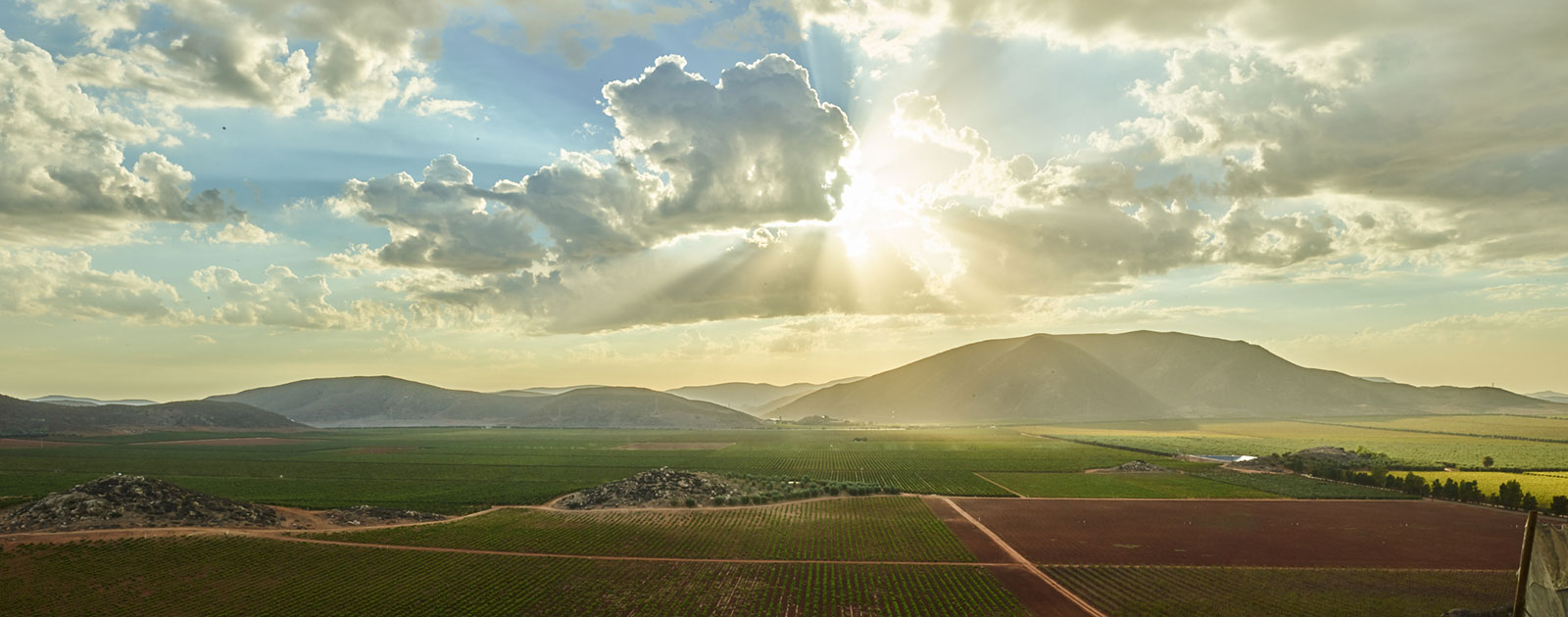 Vinicola Regional de Ensenada